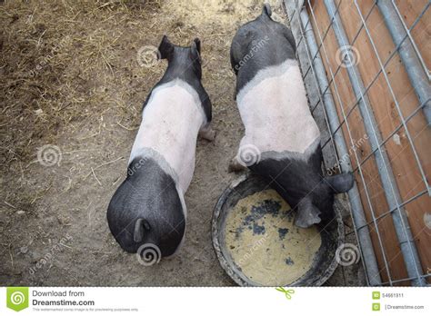 Two Pigs stock image. Image of swine, black, pigs, bacon - 54661911