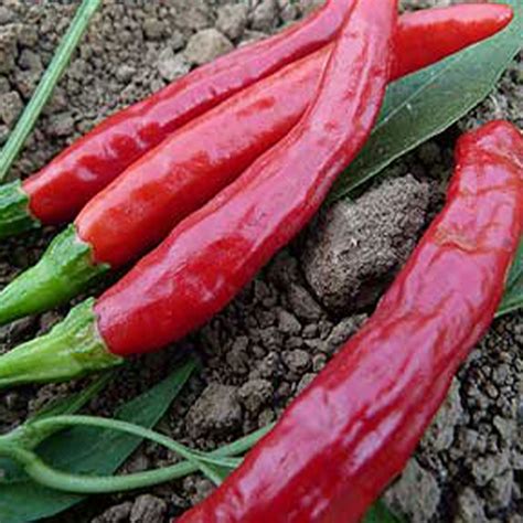 Thai Culinary Pepper Seeds - 250 mg ~30 Seeds - Heirloom, Open Pollinated, Non-GMO, Farm ...