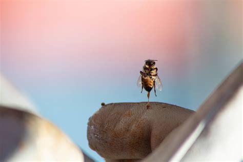 Late Summer Beekeeping & Winter Prep – BeeBuilt