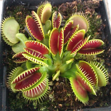 egrow 100pcs/pack catchfly potted plant seeds garden venus fly trap insectivorous plant at Banggood