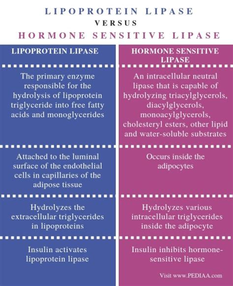 What is the Difference Between Lipoprotein Lipase and Hormone Sensitive ...