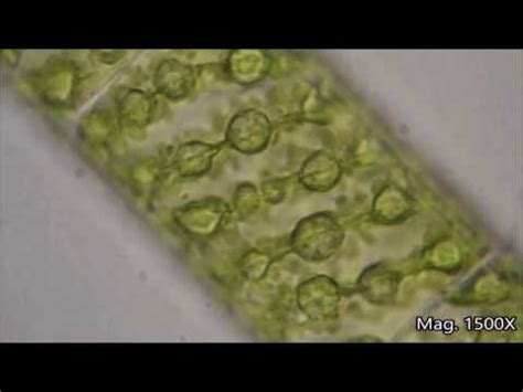 Spirogyra Under The Microscope - YouTube