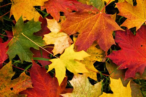 Free Autumn Leaves, Download Free Autumn Leaves png images, Free ...