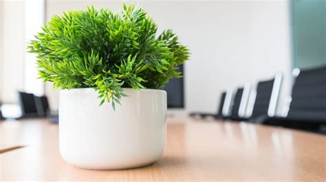 How To Clean Office Plants - OctoClean