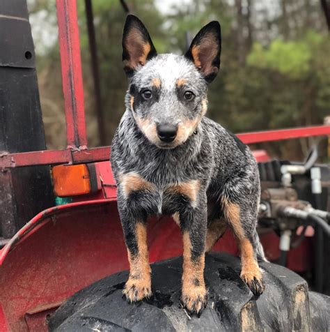 215+ Blue Heeler Dog Names for Your Hardworking Herder