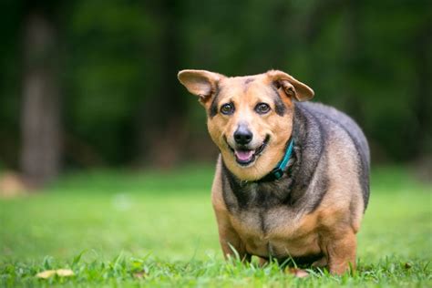 How to prevent and manage obesity in dogs - Vetster