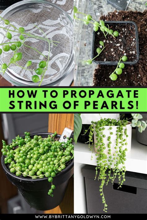 String-of-Pearls-Propagation-Pin - By Brittany Goldwyn | Live Creatively