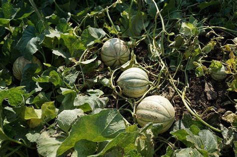 Tips for Growing Cantaloupe in Your Garden