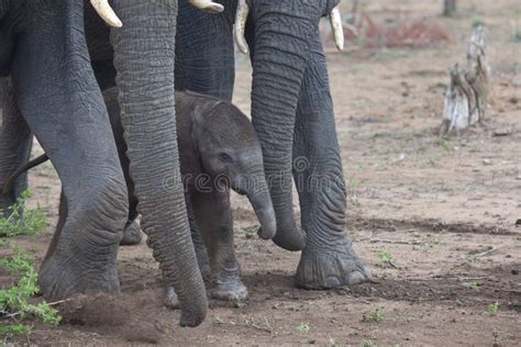 Newborn Elephant Calf, South Africa. Stock Photo - Image of calf, ivory ...