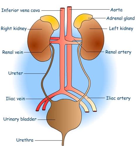 Write the name of excretory organs and draw a labe toppr.com