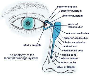 Nasolacrimal Duct Anatomy - Anatomy Book