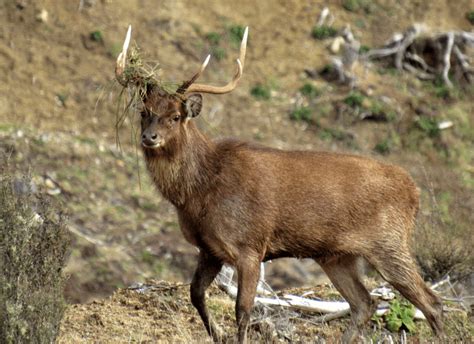 Rusa stags lurking on the fringes - Poronui Hunting