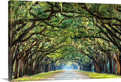 Savannah, Georgia, oak tree lined road Wall Art, Canvas Prints, Framed Prints, Wall Peels ...