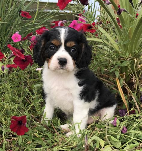 Cavalier King Charles Spaniel Puppies For Sale | Milton, PA #241262