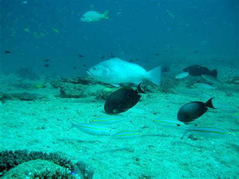 Ningaloo Reef Dive 1 - Scuba Dive in Perth Australia