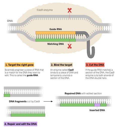 8 Gene Editing Companies to Consider For Your Portfolio