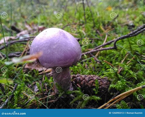 Lepista Nuda. Rare Species of Mushrooms Close-up Stock Image - Image of ...