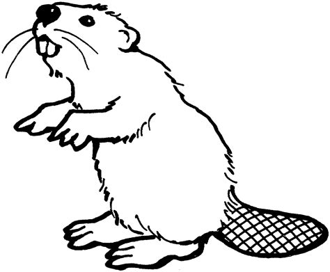 Free Beaver Coloring Pages