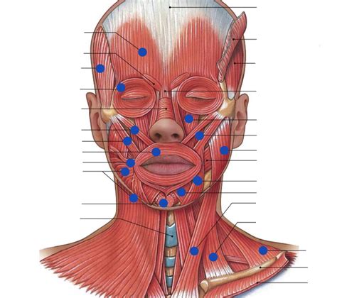 Diagram Of The Face Muscles