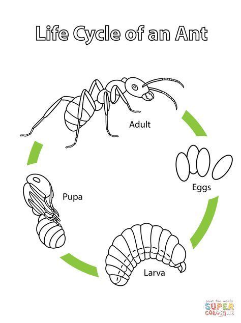 Life Cycle of an Ant | Super Coloring | Life cycles, Science life cycles, Ants