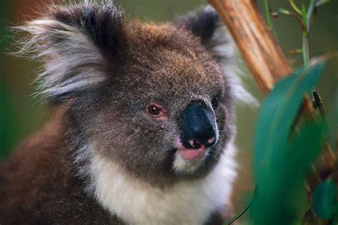 Daintree Rainforest Kangaroo | RAINFOREST ANIMAL