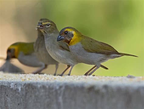 Cuban Grassquit | Wildlife Photography | Ornithology