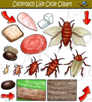 Cockroach Life Cycle Clipart by I 365 Art - Clipart 4 School | TPT