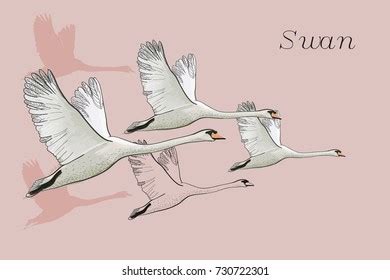 29,837 Flying Swan Images, Stock Photos & Vectors | Shutterstock