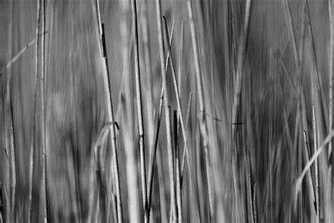 plant, no people, selective focus, nature, sky, blade of grass, land, beauty in nature, reeds ...