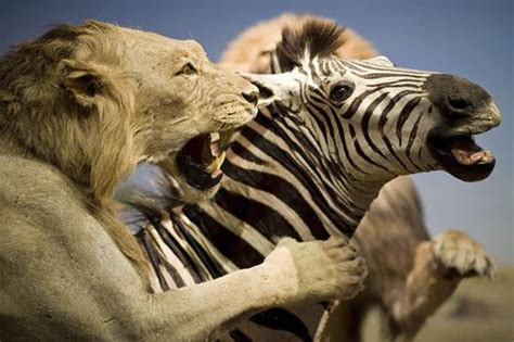 Pin by Aljameen Alston on Predators Eating They Prey | Pinterest