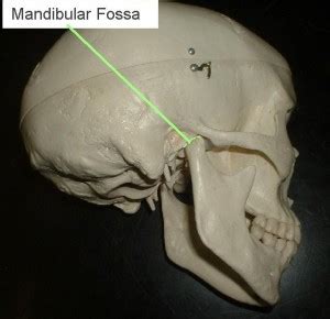 Mandibular fossa - Location, Function and Pictures