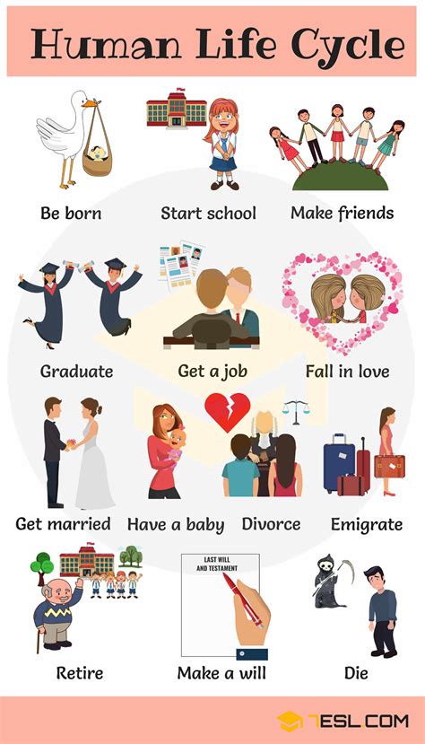 Human Life Cycle: Useful Stages of Life with Pictures • 7ESL