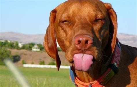 Dog sticking out tongue - Funny pictures of animals