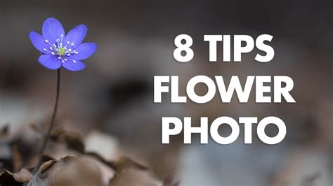 8 tips for taking the best photos of flowers