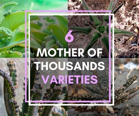 6 Peculiar Mother of Thousands Varieties [With Pictures] | Succulent Alley