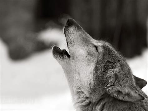 Wolf Howling Wallpaper (67+ images)