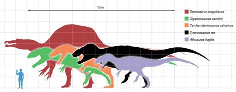 Spinosaurus Vs T Rex Vs Giganotosaurus Vs Allosaurus