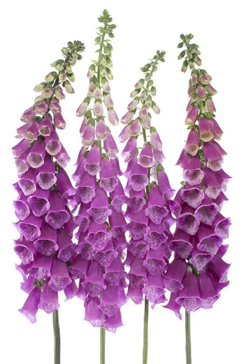 Foxglove definition and meaning | Collins English Dictionary