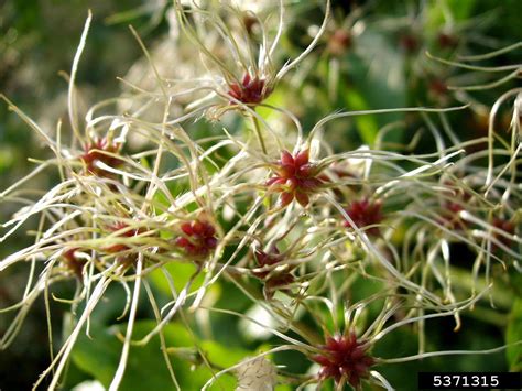 evergreen clematis (Clematis vitalba)