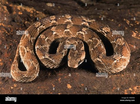 Carinata hi-res stock photography and images - Alamy