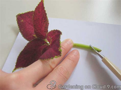 Guidelines and Basic Tips of Plant Propagation from Cuttings - Coleus ...