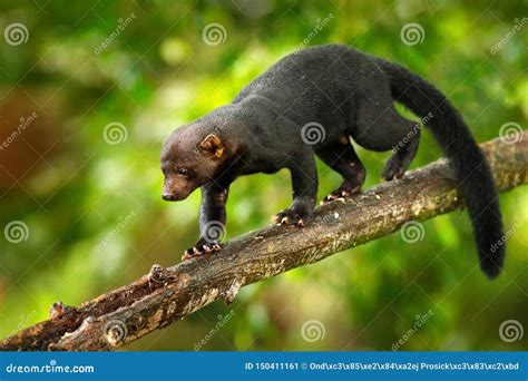 Tayra, Eira Barbara, Omnivorous Animal from the Weasel Family. Tayra ...