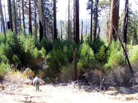 Giant Sequoias and Fire - Sequoia & Kings Canyon National Parks (U.S ...