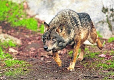 National animal of Portugal - Iberian wolf | Symbol Hunt