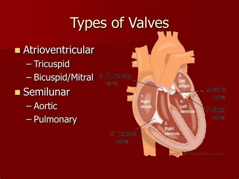 Semilunar Valves Heart