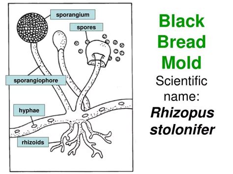 PPT - Black Bread Mold Scientific name: Rhizopus stolonifer PowerPoint ...