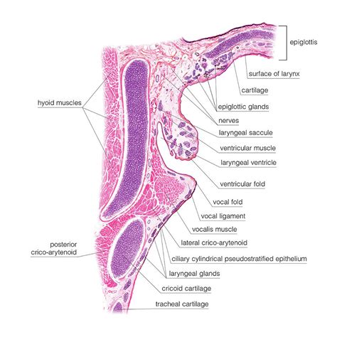 Larynx Histology