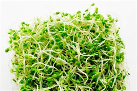 Alfalfa Sprouts from Seed to Harvest – Mary's Heirloom Seeds