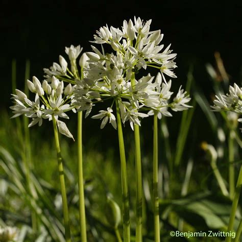 L'Ail des ours - Allium ursinum - quelle-est-cette-fleur.com