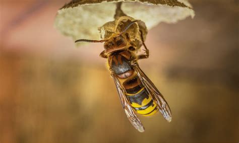 Why Do Hornets Kill Honey Bees? (Explained!) | Wildlife Welcome